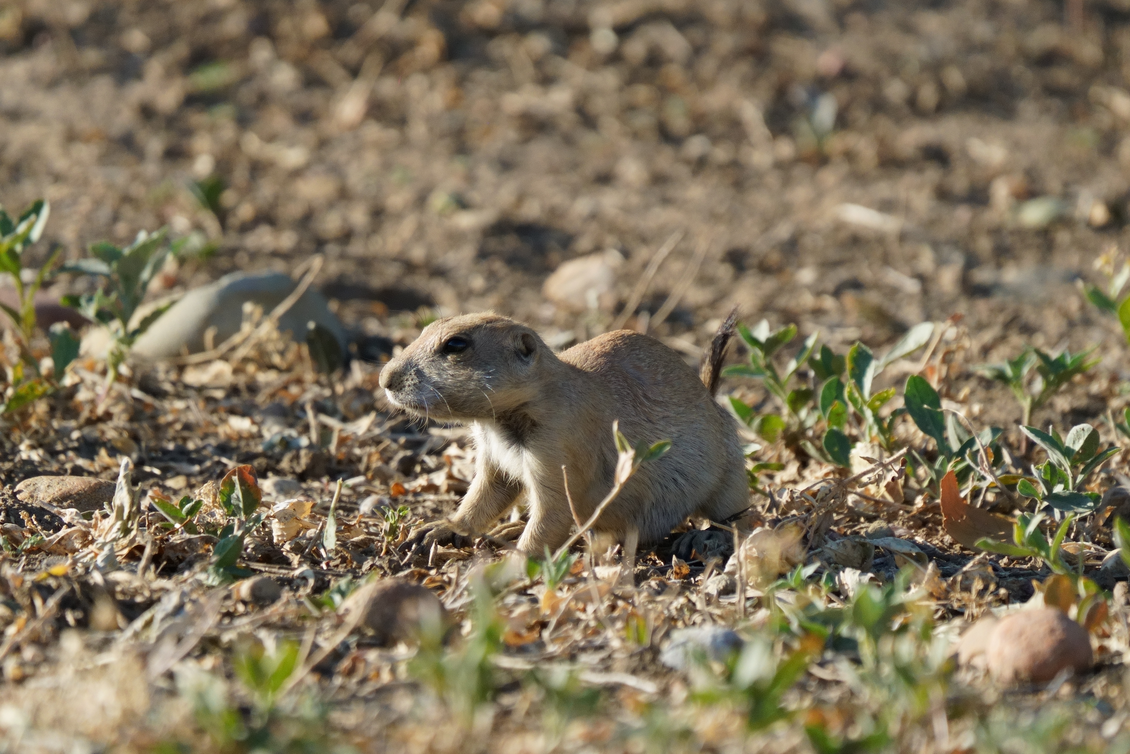 Juvenile Prairie Dog